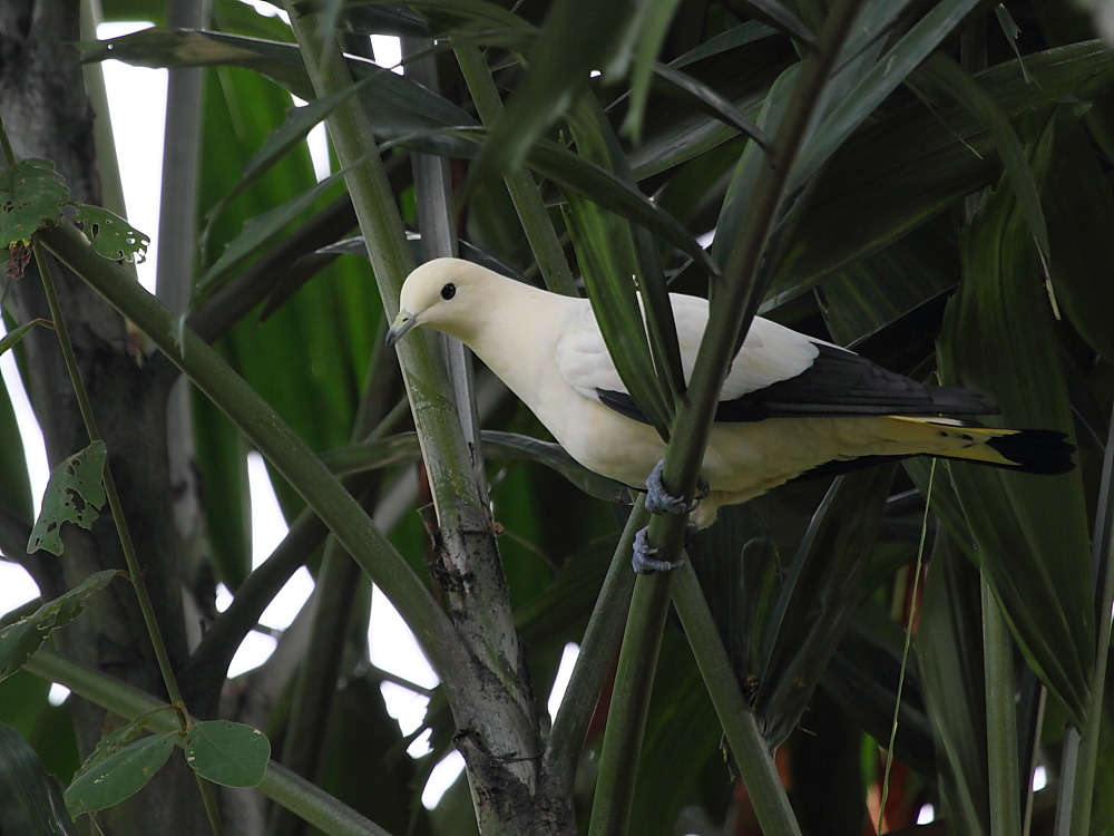 ߻ ѧDucula bicolor 