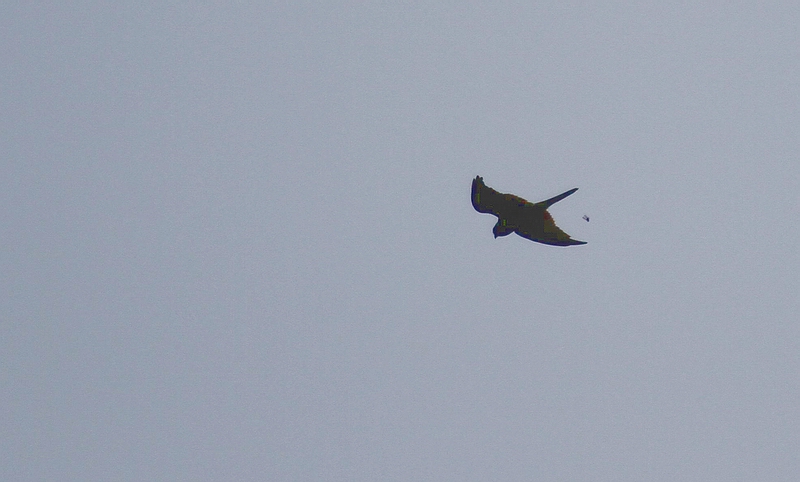 IMG_1423.jpg