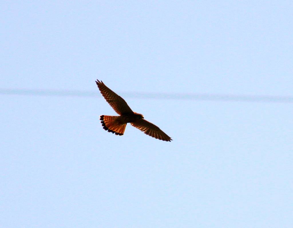 IMG_7832.jpg