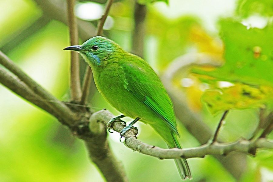 ȸҶ900.jpg