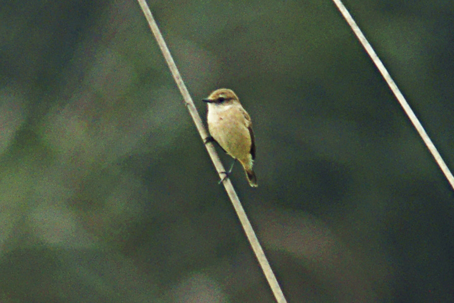 ںʯ900.jpg