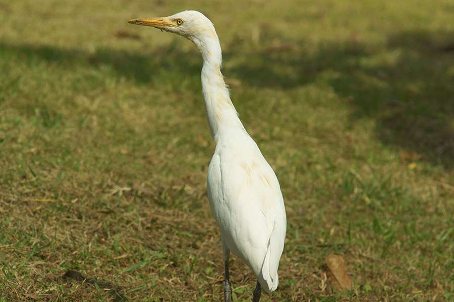 ţ900.jpg