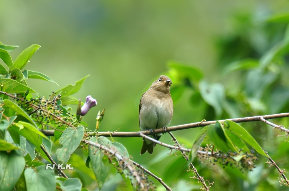 DSC03083a.jpg