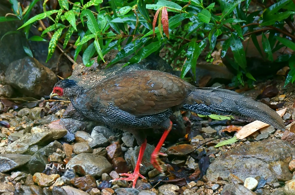 DSC04117a.jpg