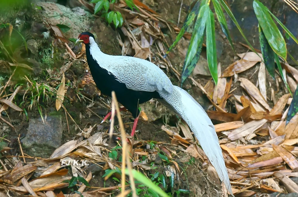 DSC04093a.jpg