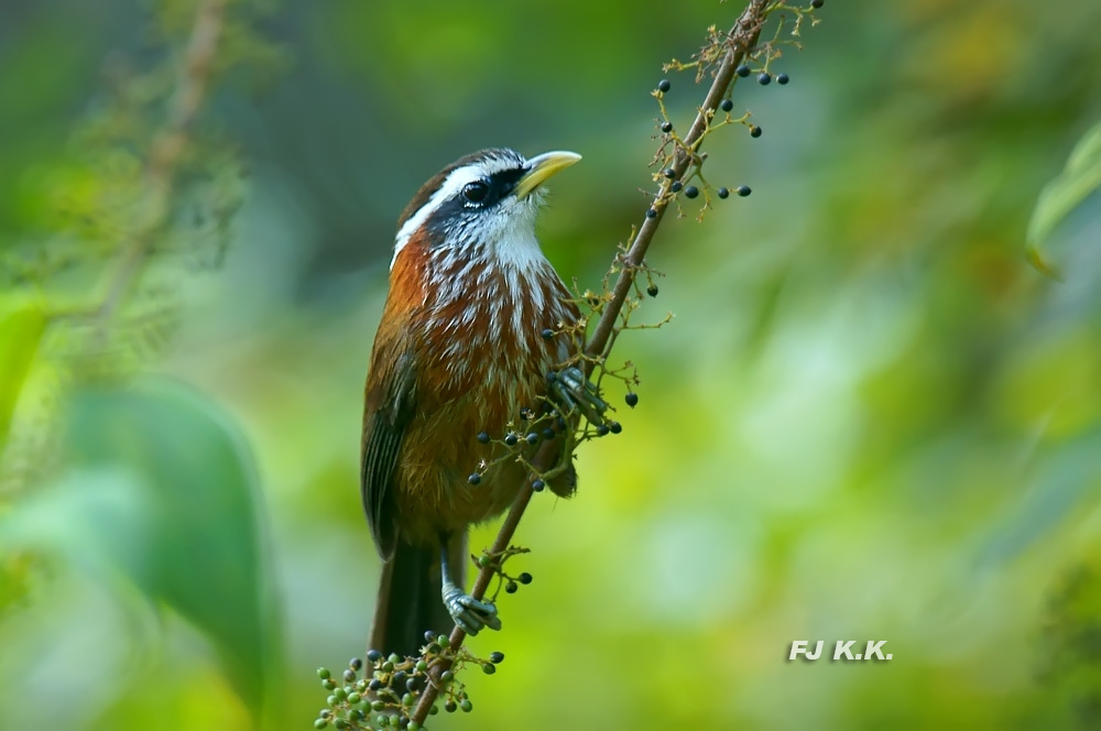 DSC01170a.jpg
