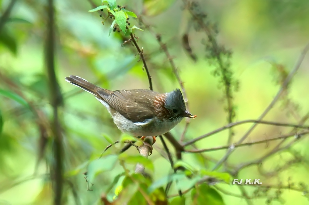 DSC01419a.jpg