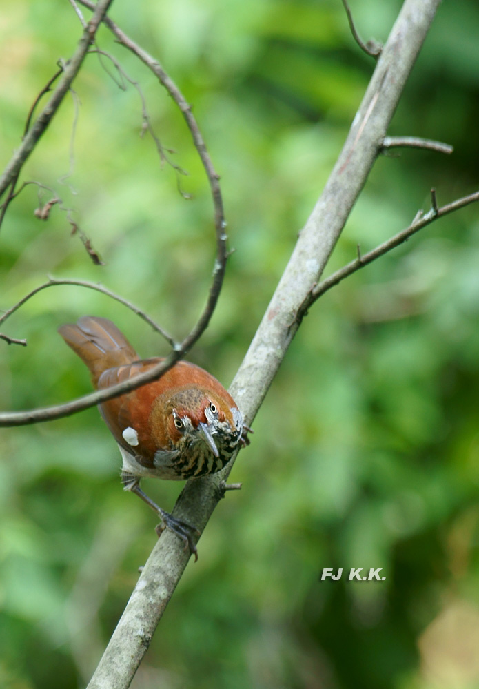 DSC02125a.jpg