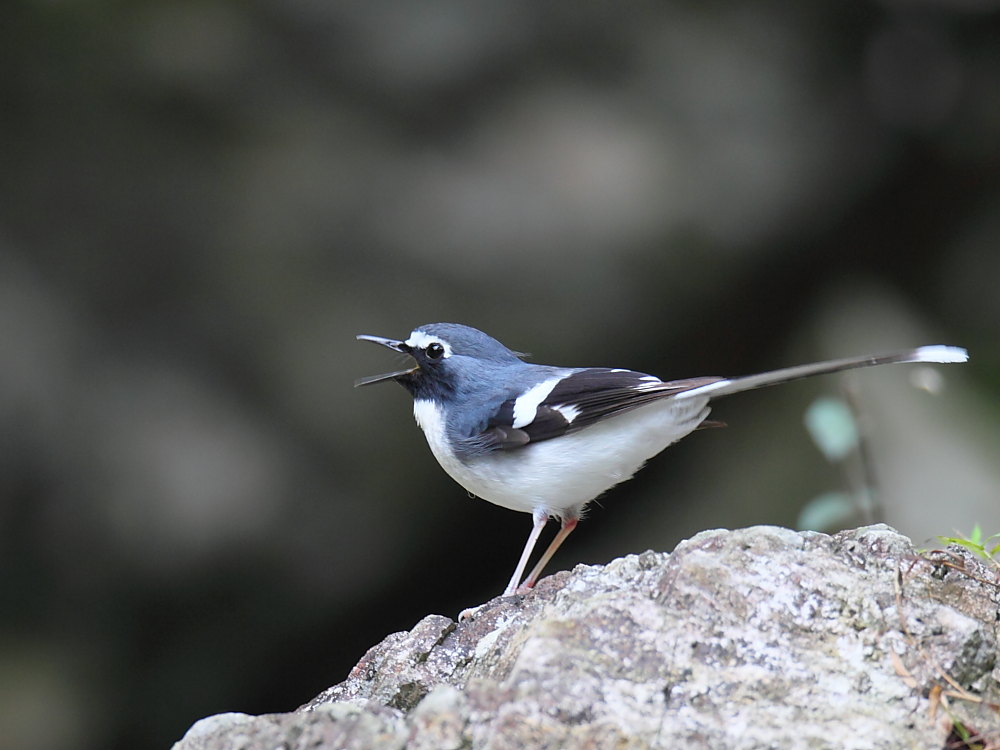 DPP_06006.JPG