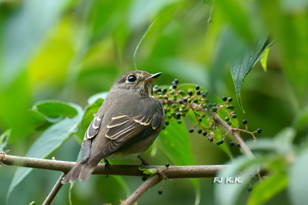 DSC09143a.jpg