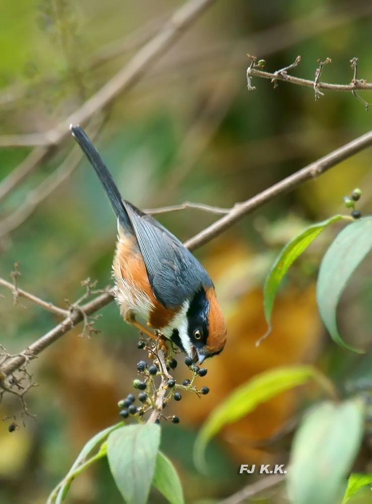 DSC01478a.jpg