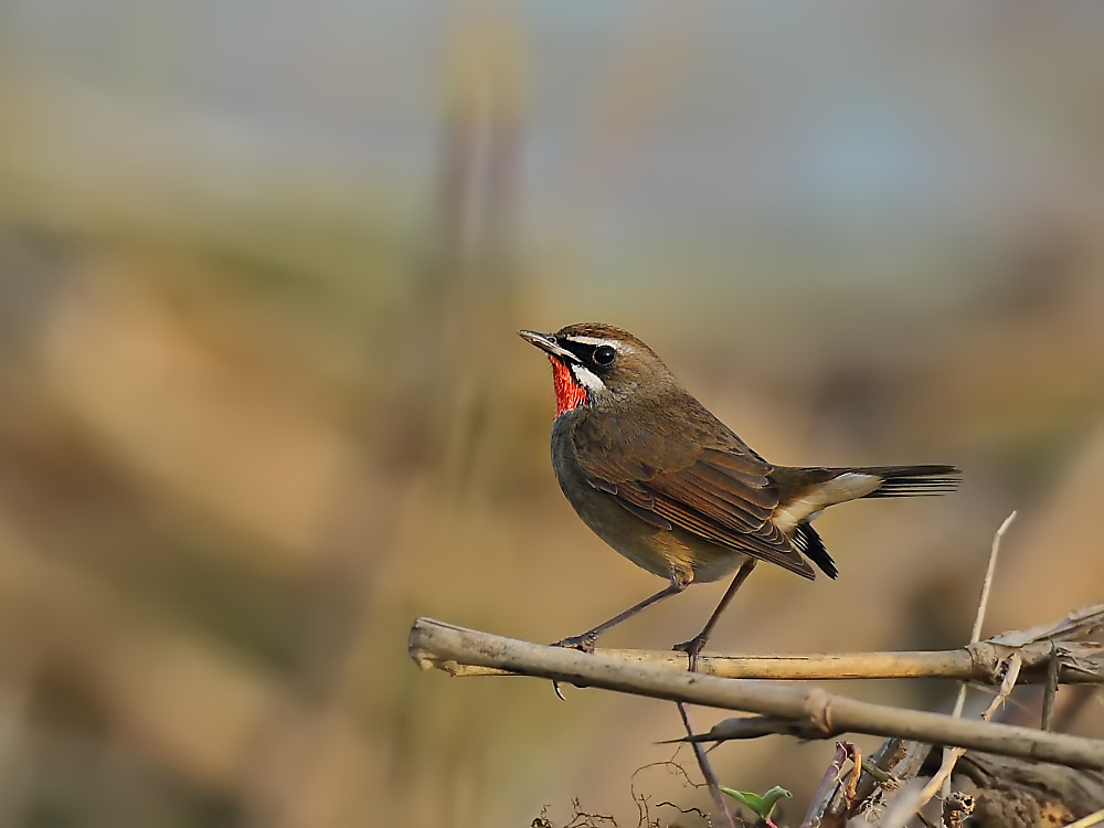DPP_06161-2.jpg