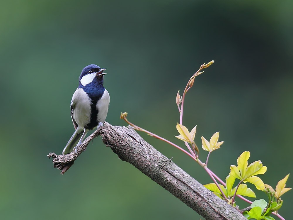DPP_06142-1.jpg