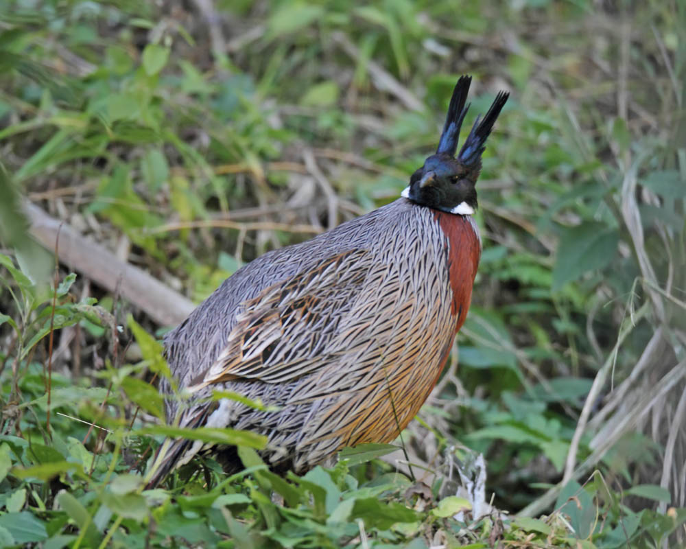 DPP_06116-1.jpg