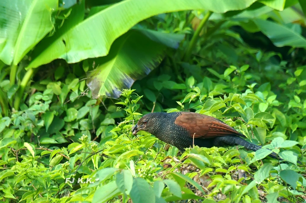 DSC00499a.jpg