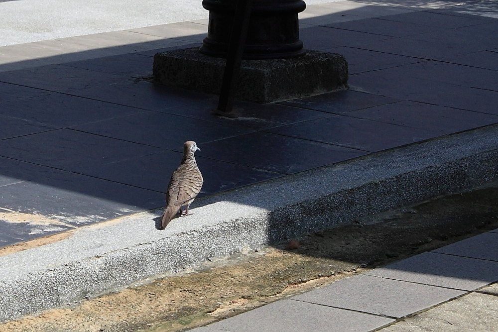 DPP_05921.JPG