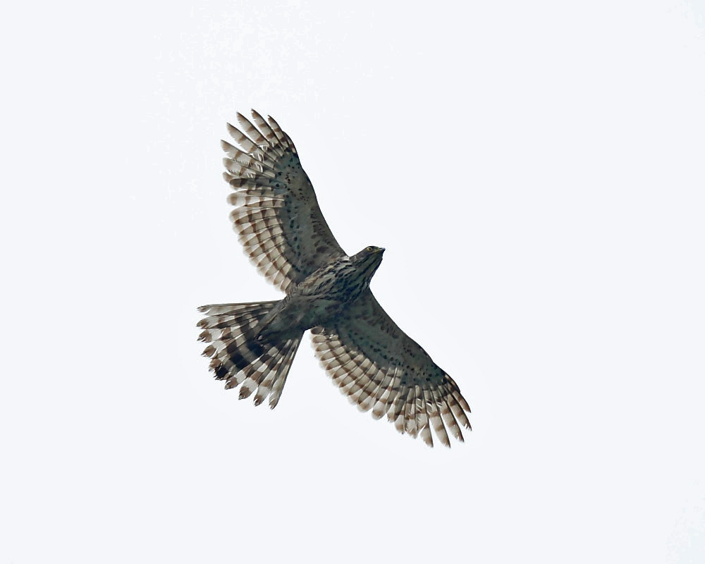 DPP_04305-1.jpg