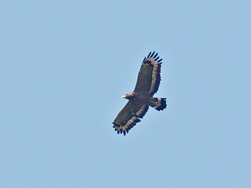 DPP_053731.jpg