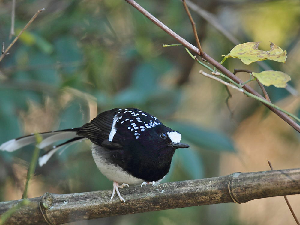 DPP_06033-1.jpg
