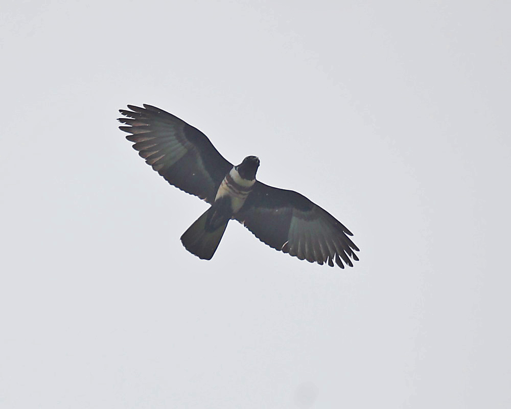 DPP_04296-1.jpg