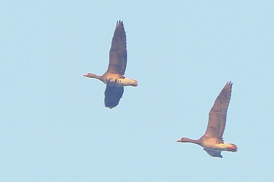 2012_12_08_0026h.jpg