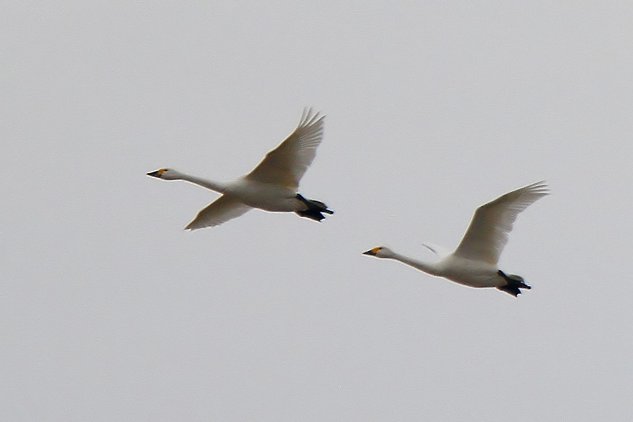 2012_12_08_0148a.jpg