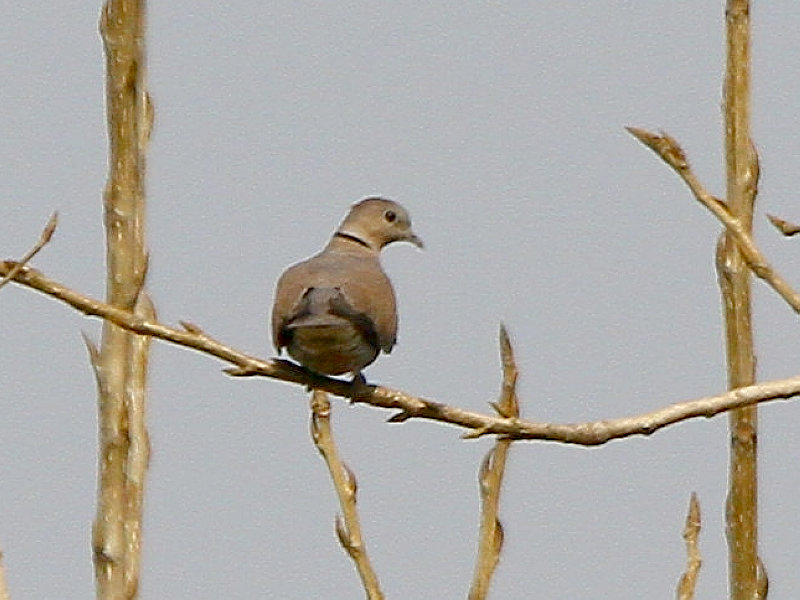 2012_12_08_0176a.jpg