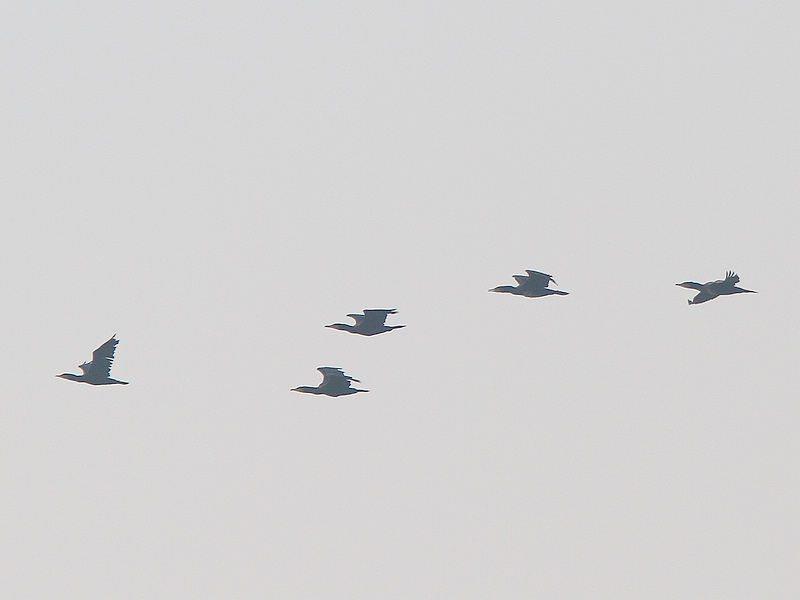 2012_12_08_0054a.jpg