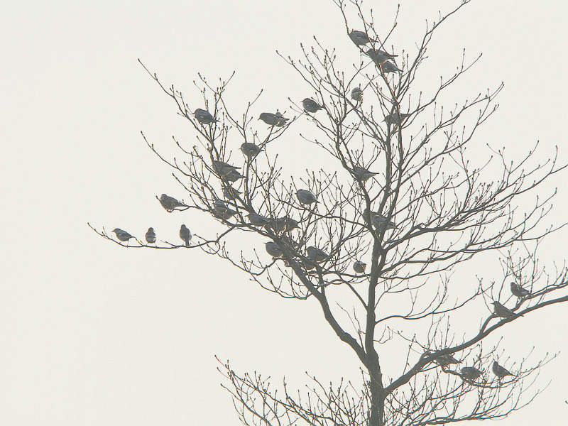 2012_12_08_0057a.jpg