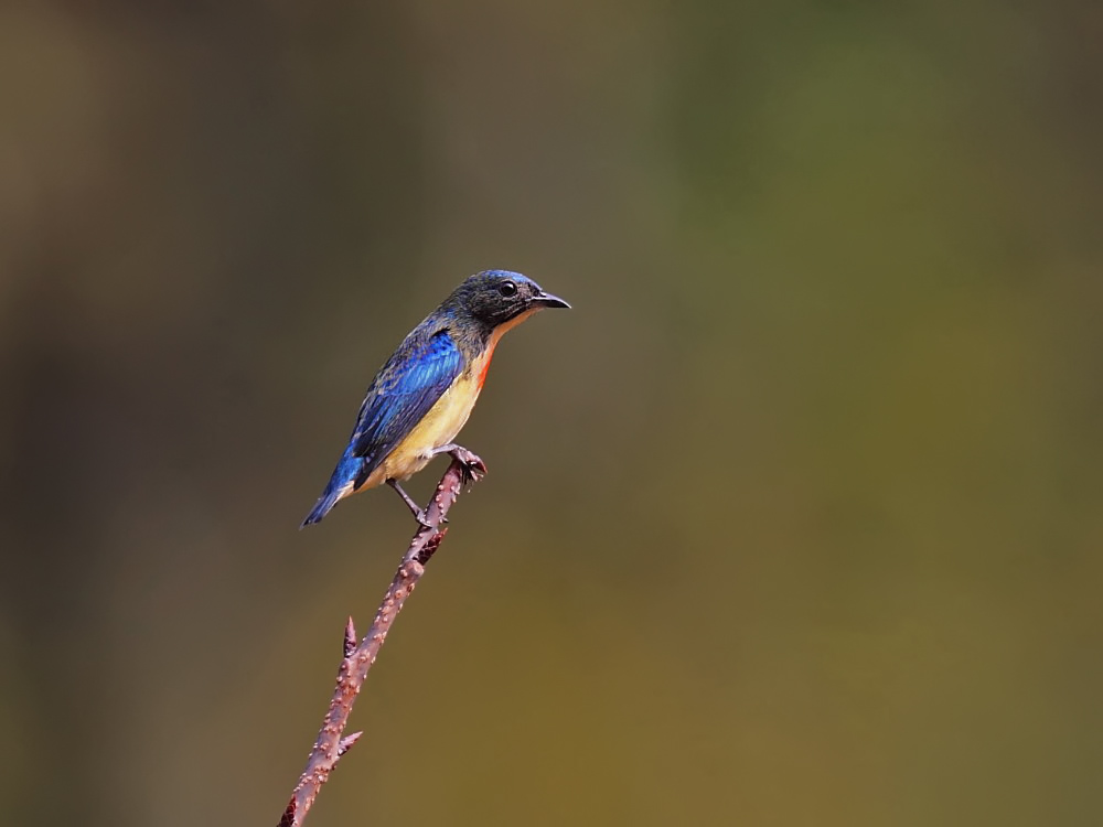 DPP_06299-1.jpg
