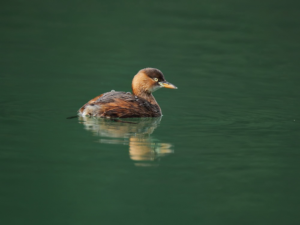 DPP_06293-1.jpg