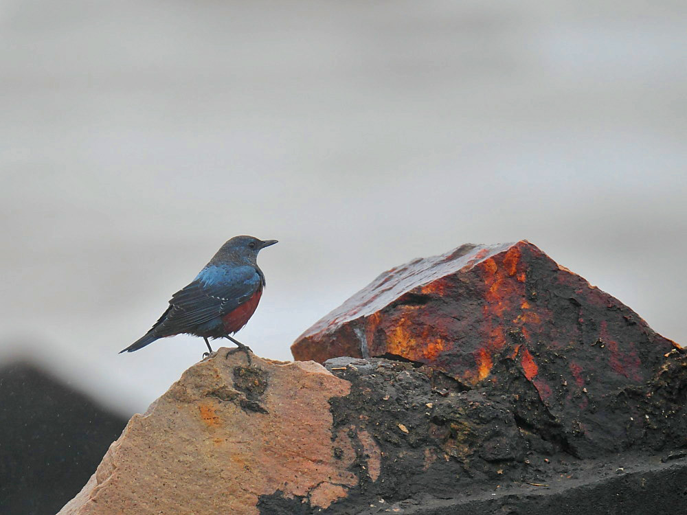 DPP_06306-1.jpg