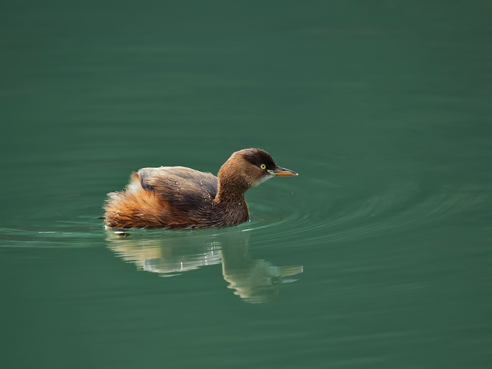 DPP_06291-2.jpg