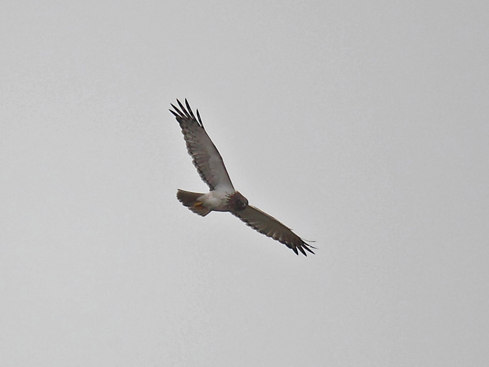 DPP_06309-1.jpg