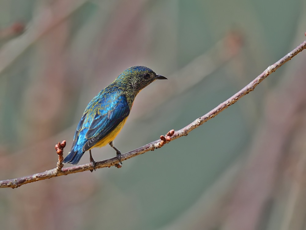 DPP_06295-1.jpg