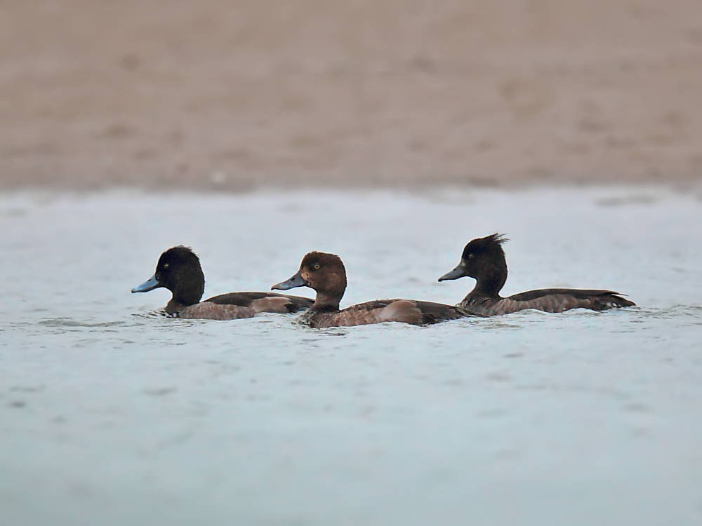 DPP_06316-1.jpg
