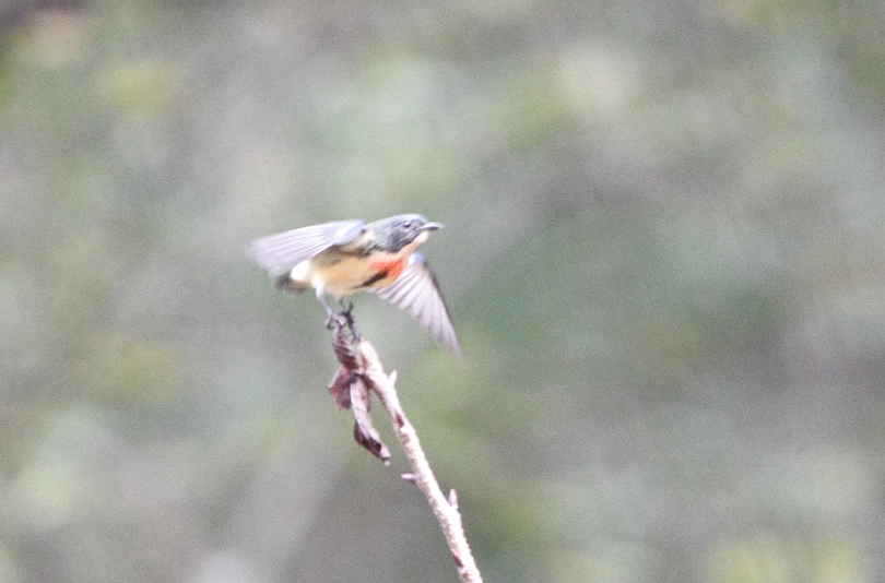 IMG_6608.jpg