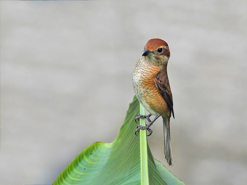 DPP_06331-1.jpg