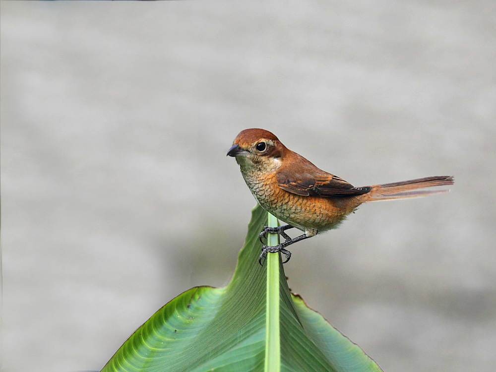 DPP_06328-1.jpg
