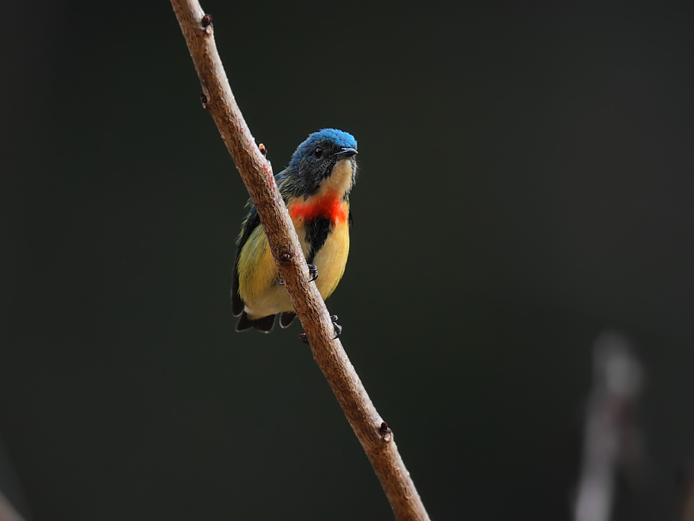 DPP_06355-1.jpg