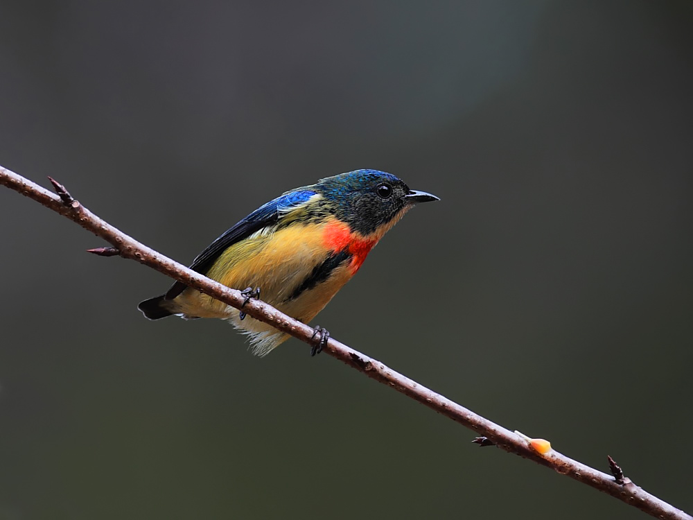 DPP_06356-1.jpg