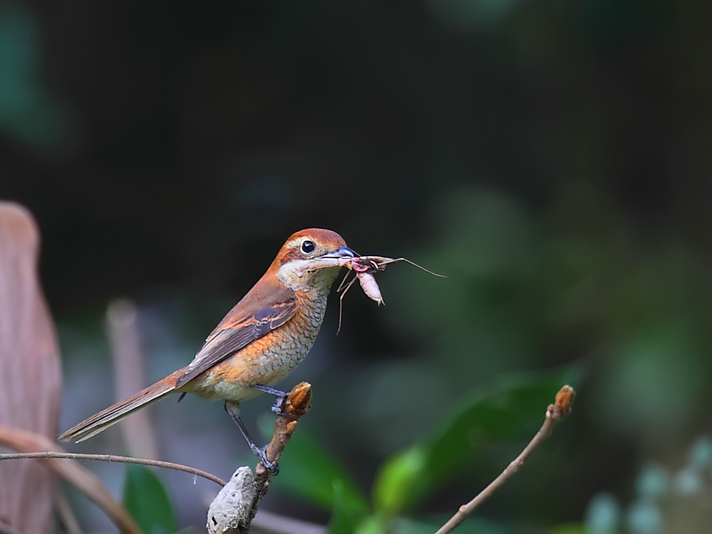 DPP_06329-1.jpg