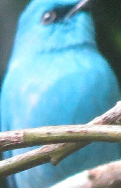 ͭl