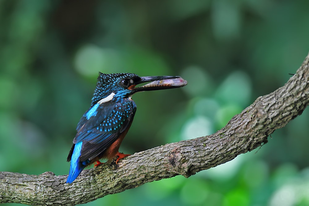 DPP_04649-1.jpg