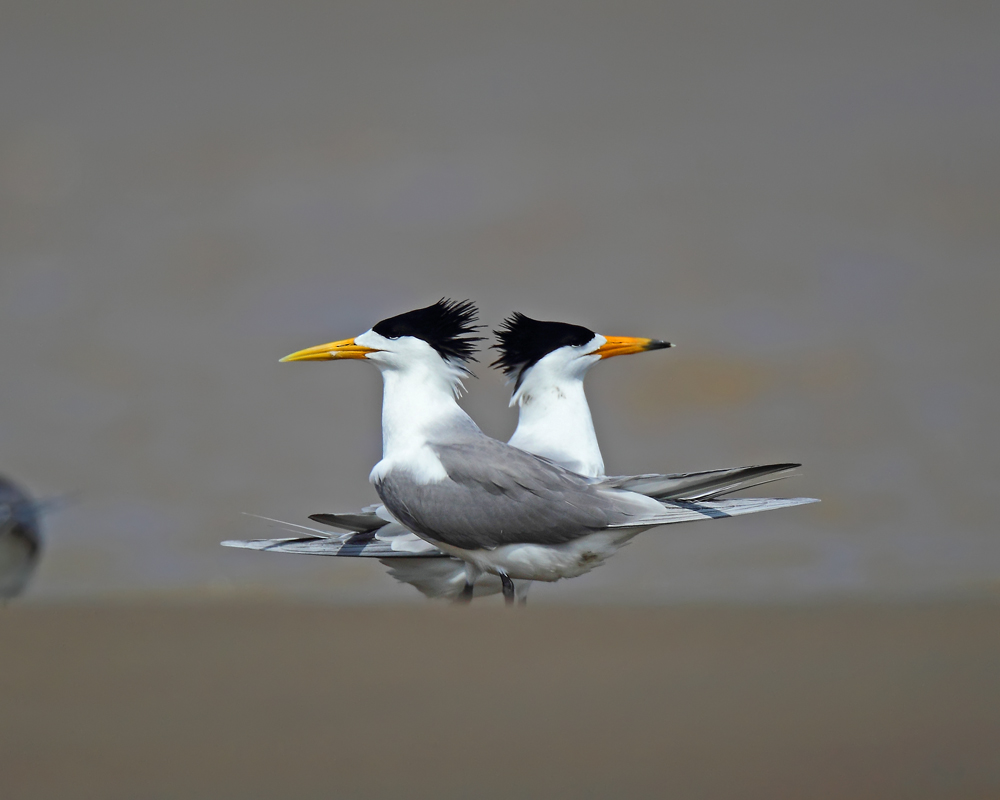 DPP_06090-1.jpg