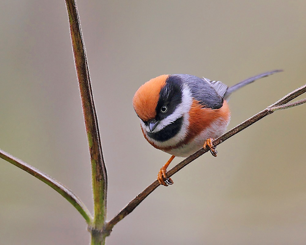 DPP_03421-1.jpg