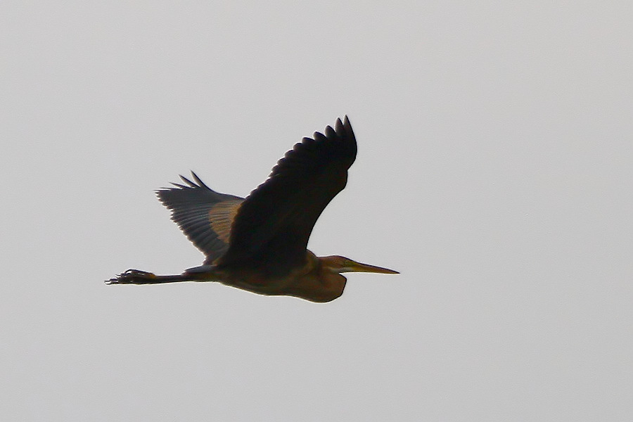 2012_11_11_0357a.jpg