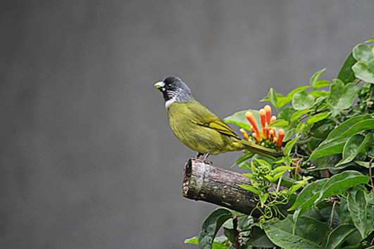 Collared_Finchbill.jpg