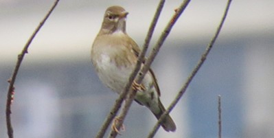 IMG_0517_.jpg