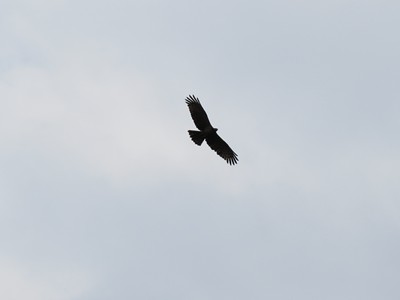 IMG_0919_.jpg